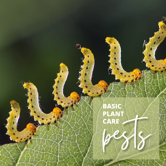 BASIC PLANT CARE: PEST CONTROL