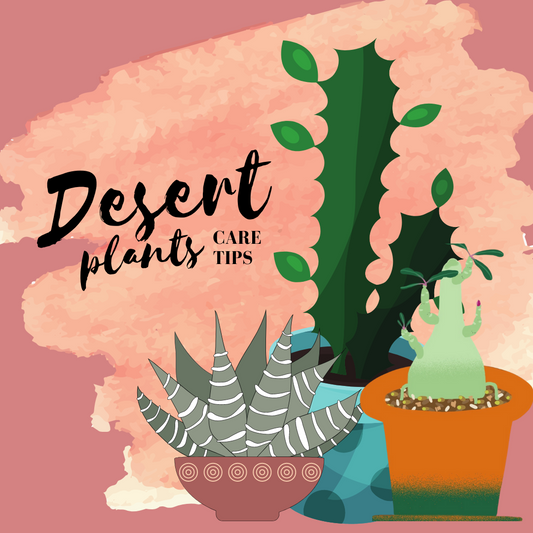 Desert Plants Care Tips