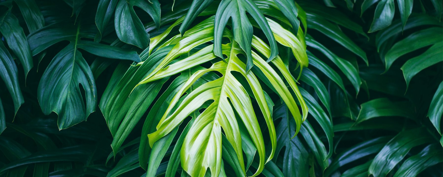 Buy Plants Online Singapore Potted Foliage LifestyleSingSeeSoon