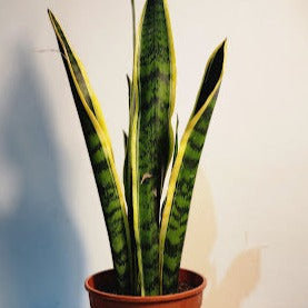 Sansevieria trifasciata 'Snake Plant'