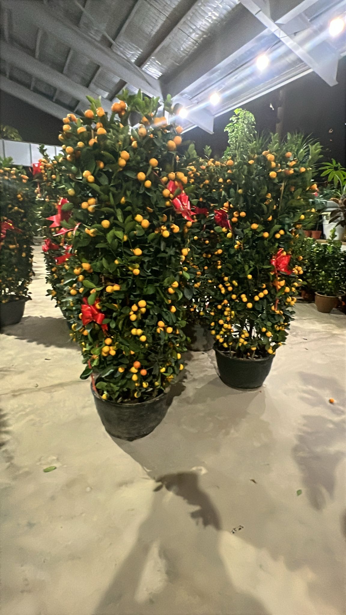 Kumquat