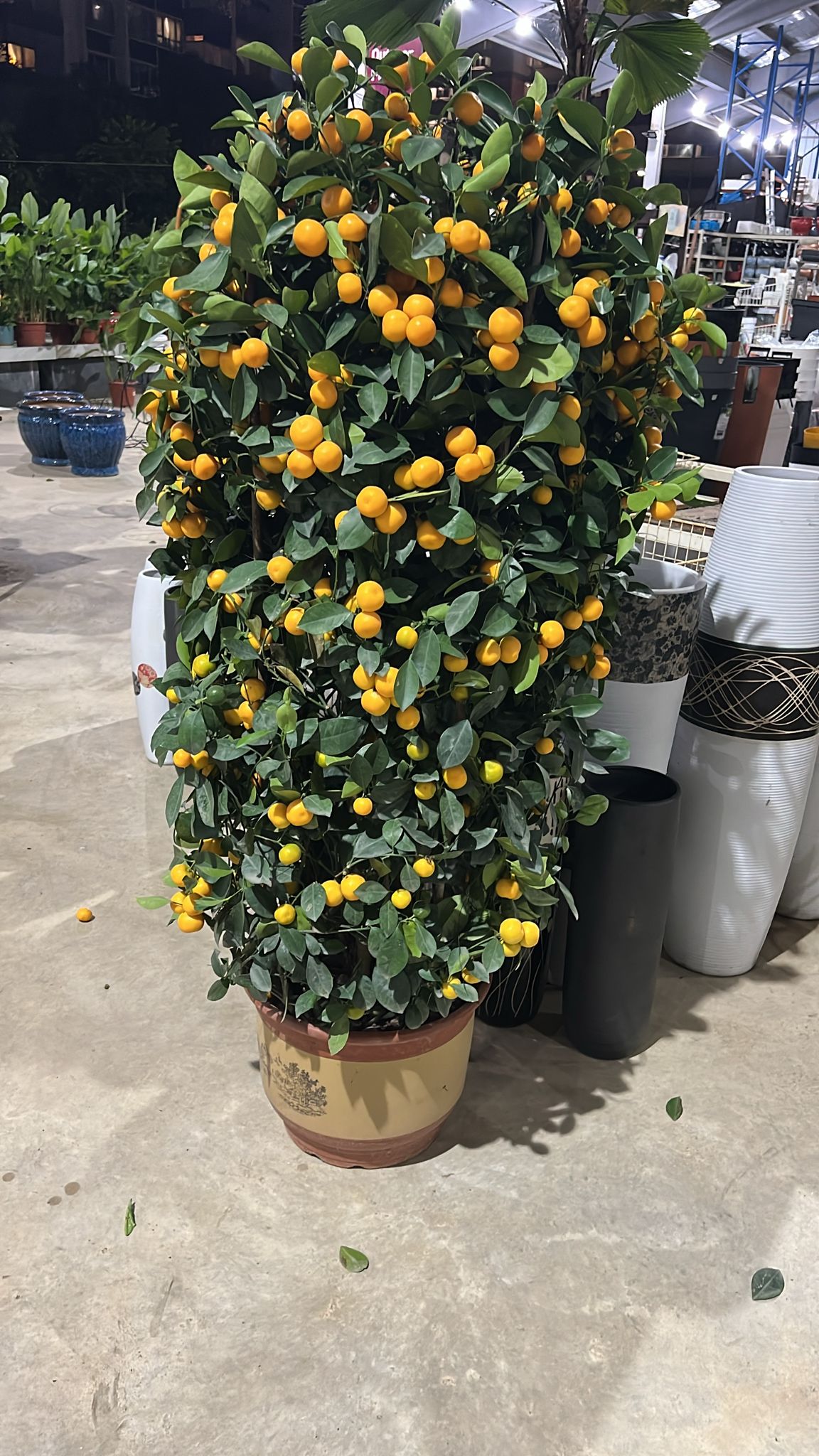 Kumquat