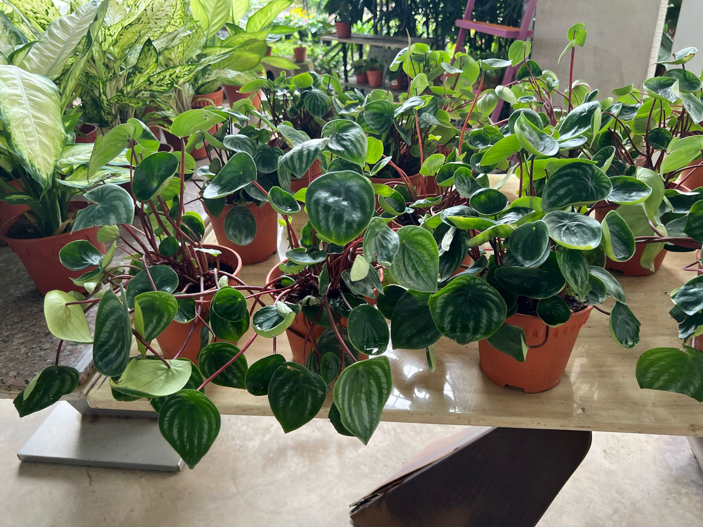 Peperomia watermelon