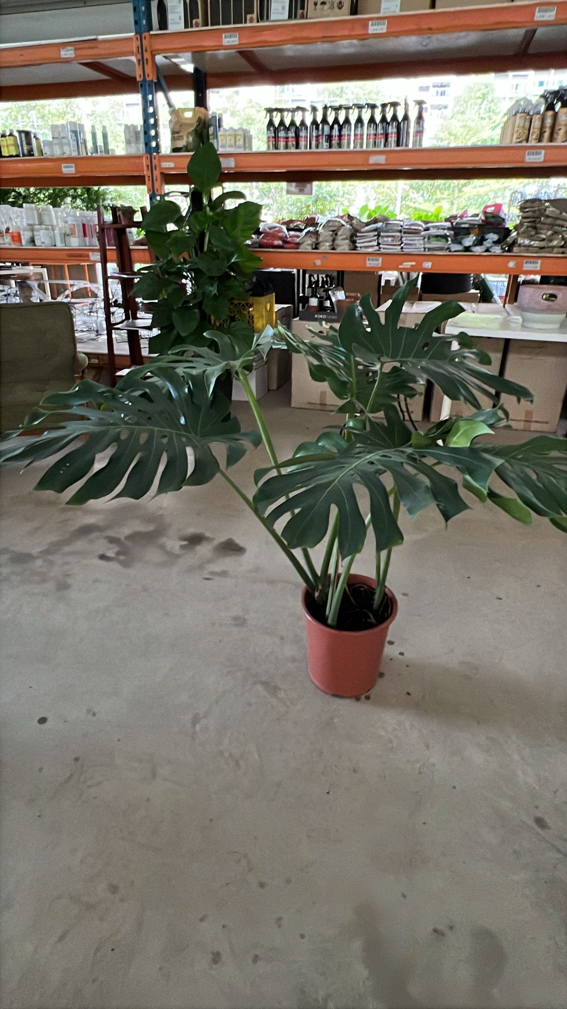Monstera deliciosa $48