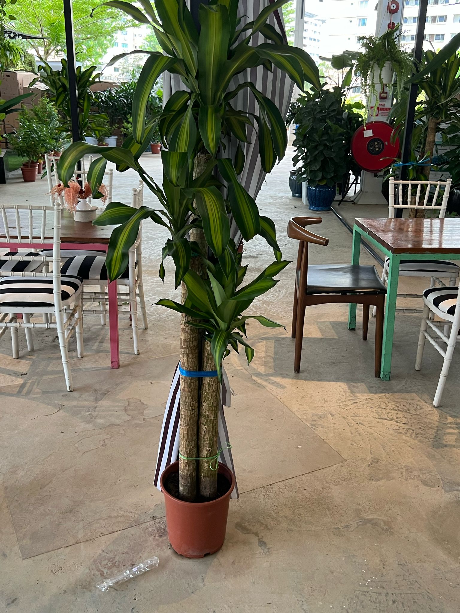 iron tree indoor plant Dracaena fragrans (Iron Tree) – Lifestyle@SingSeeSoon By Kava Experiences
