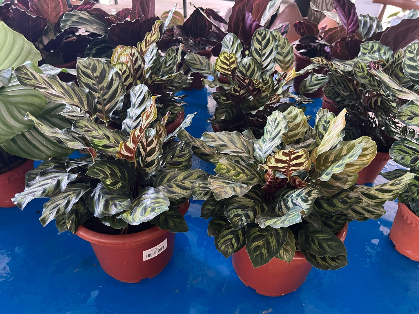 Calathea sp (assorted)