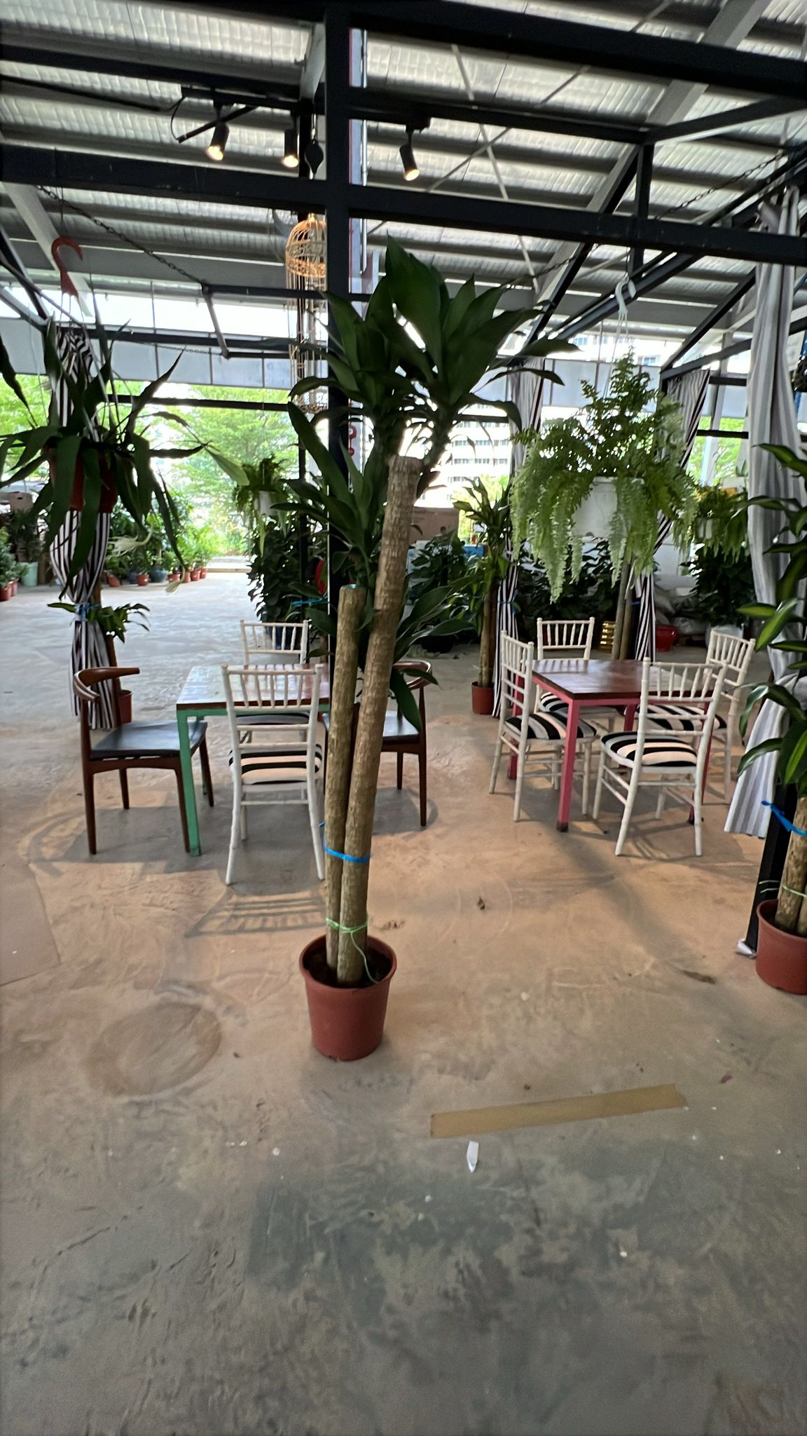 Dracaena fragrans (Iron Tree)