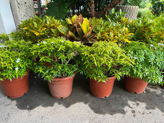 Tabernaenmontana divaricata