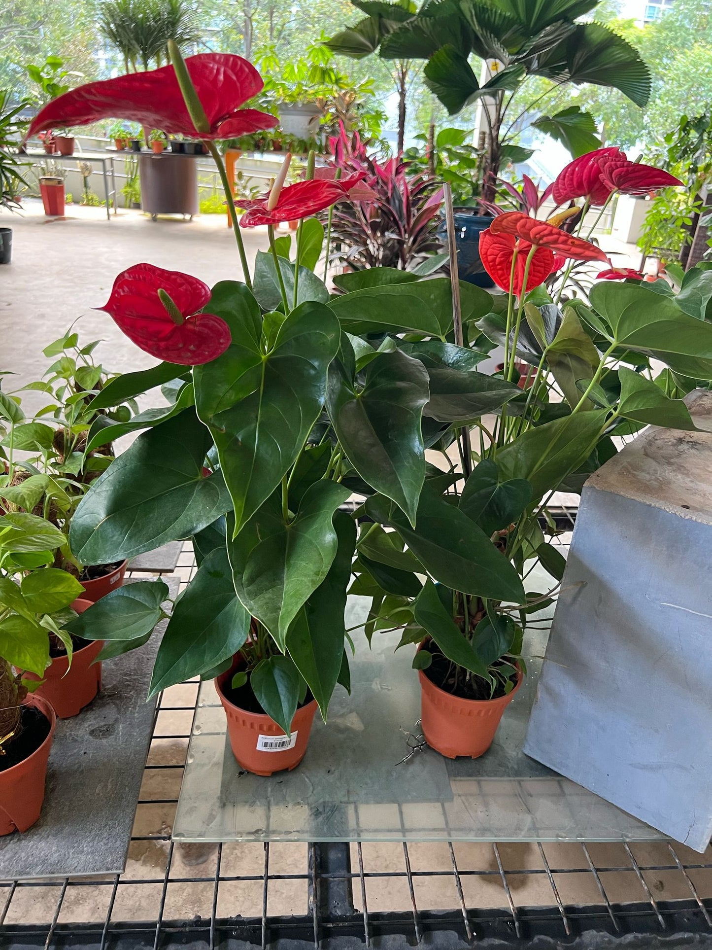 Anthurium andraeanum (assorted)