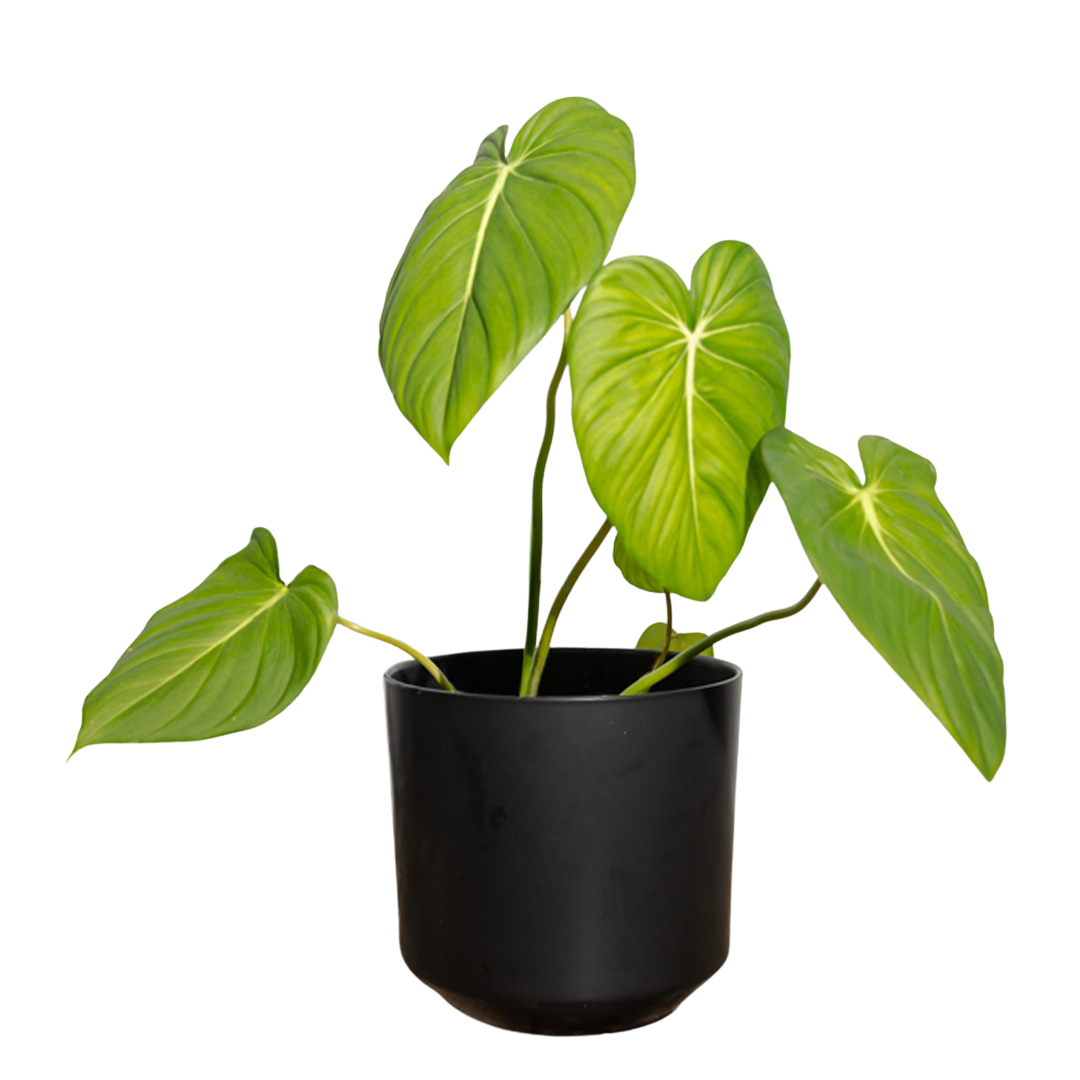 Philodendron Gloriosum