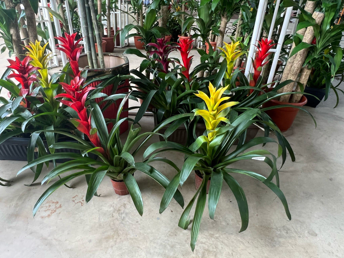 Pineapple Plant (No fruits)