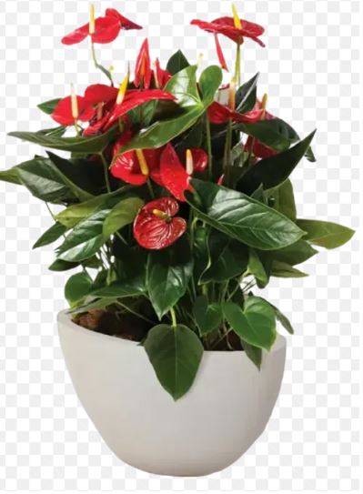 Anthurium andraeanum (assorted)