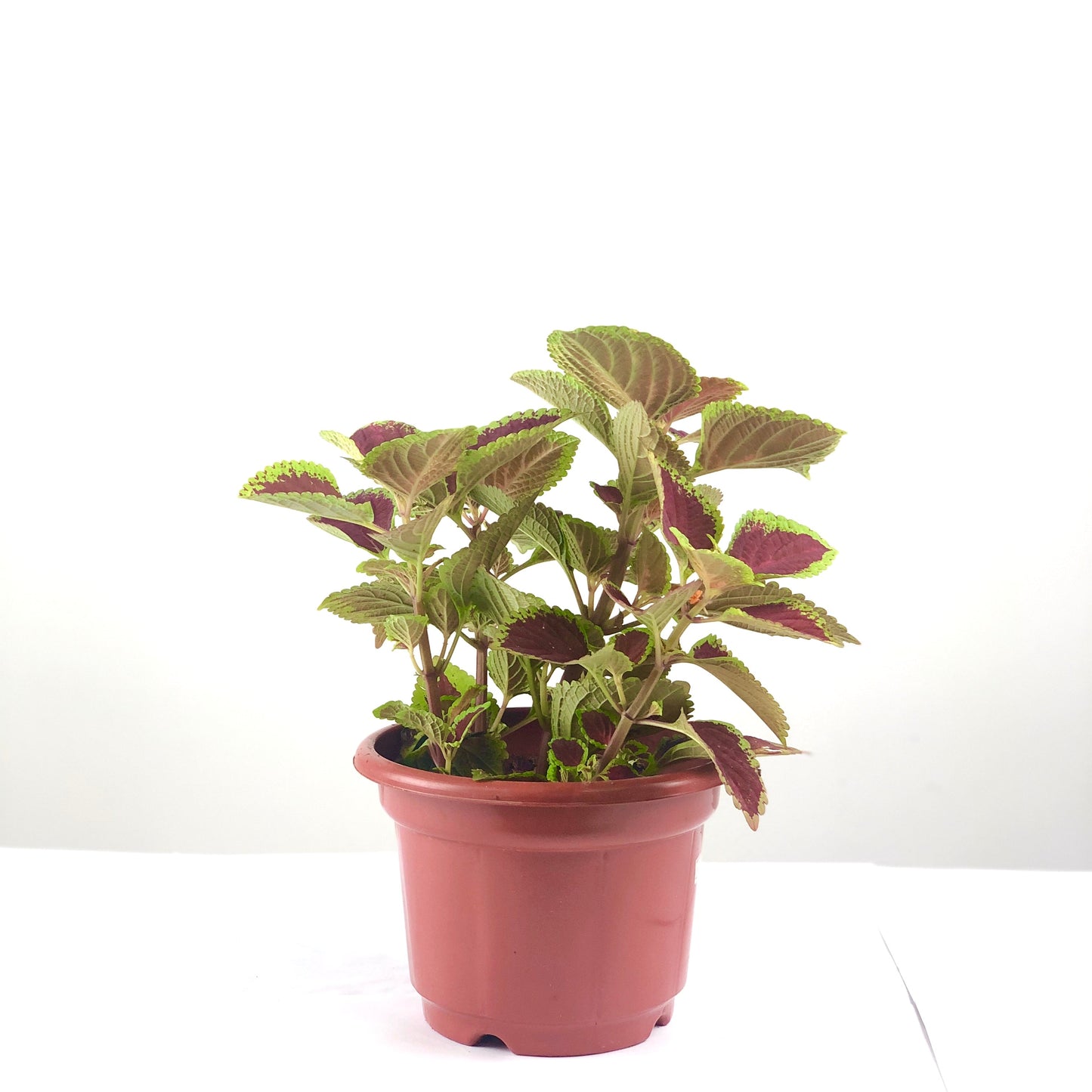 Coleus (L)