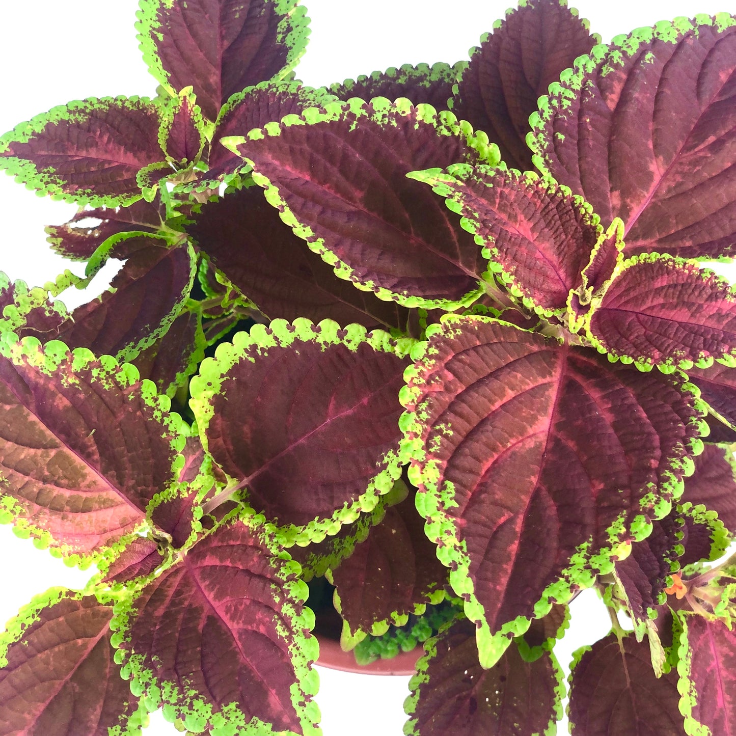 Coleus (L)