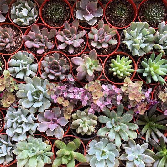 Mini Succulents