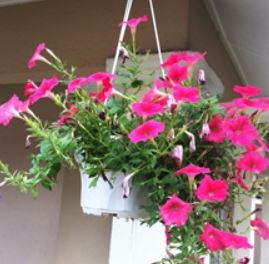 Petunia (Hanging)