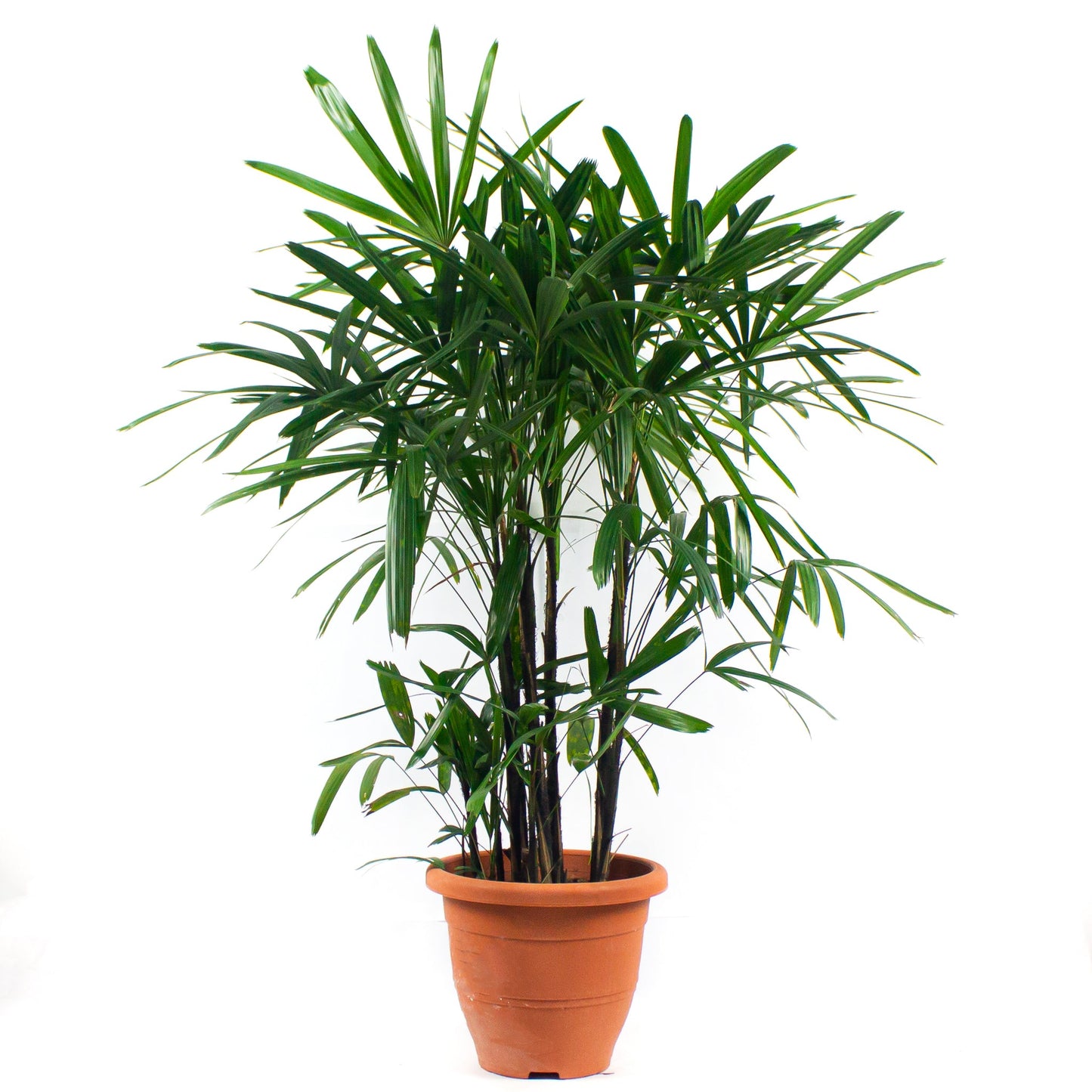 Rhapis excelsa (Lady Palm, local) $98