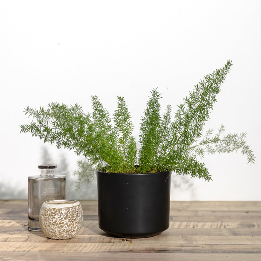 Asparagus densiflorus myersil (Fern)