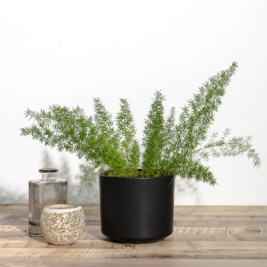 Asparagus densiflorus myersil (Fern)