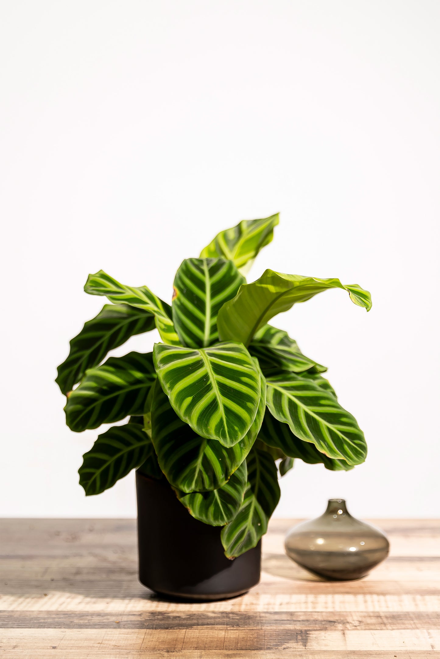 Calathea