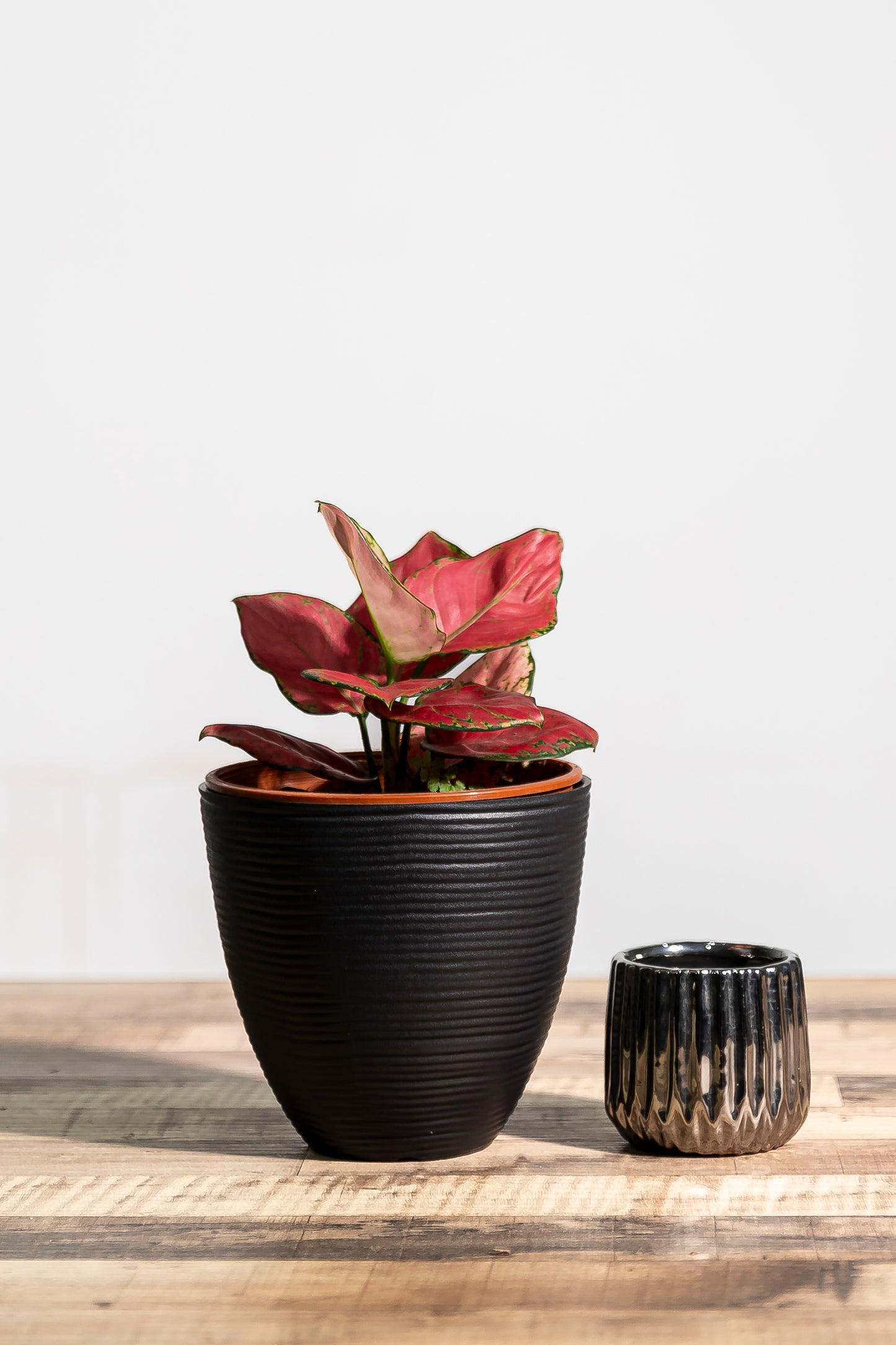 Aglaonema 'China Red'