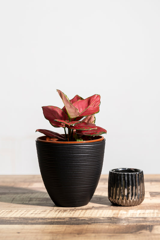 Aglaonema 'China Red'