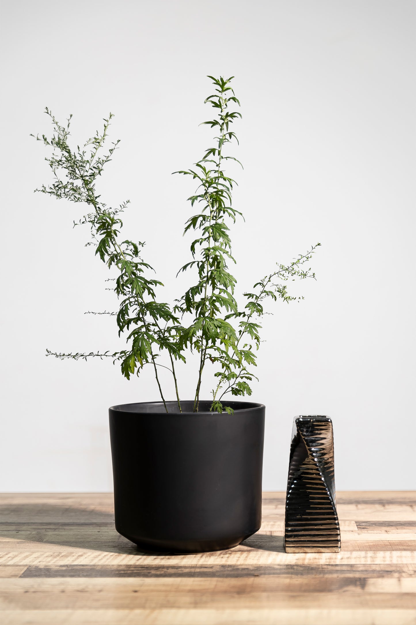 Mugwort ((ài cǎo))