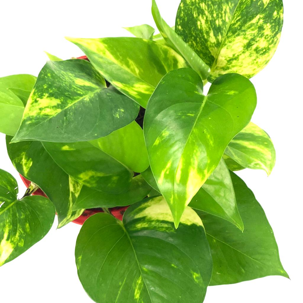 Epipremnum aureum (Money Plant)