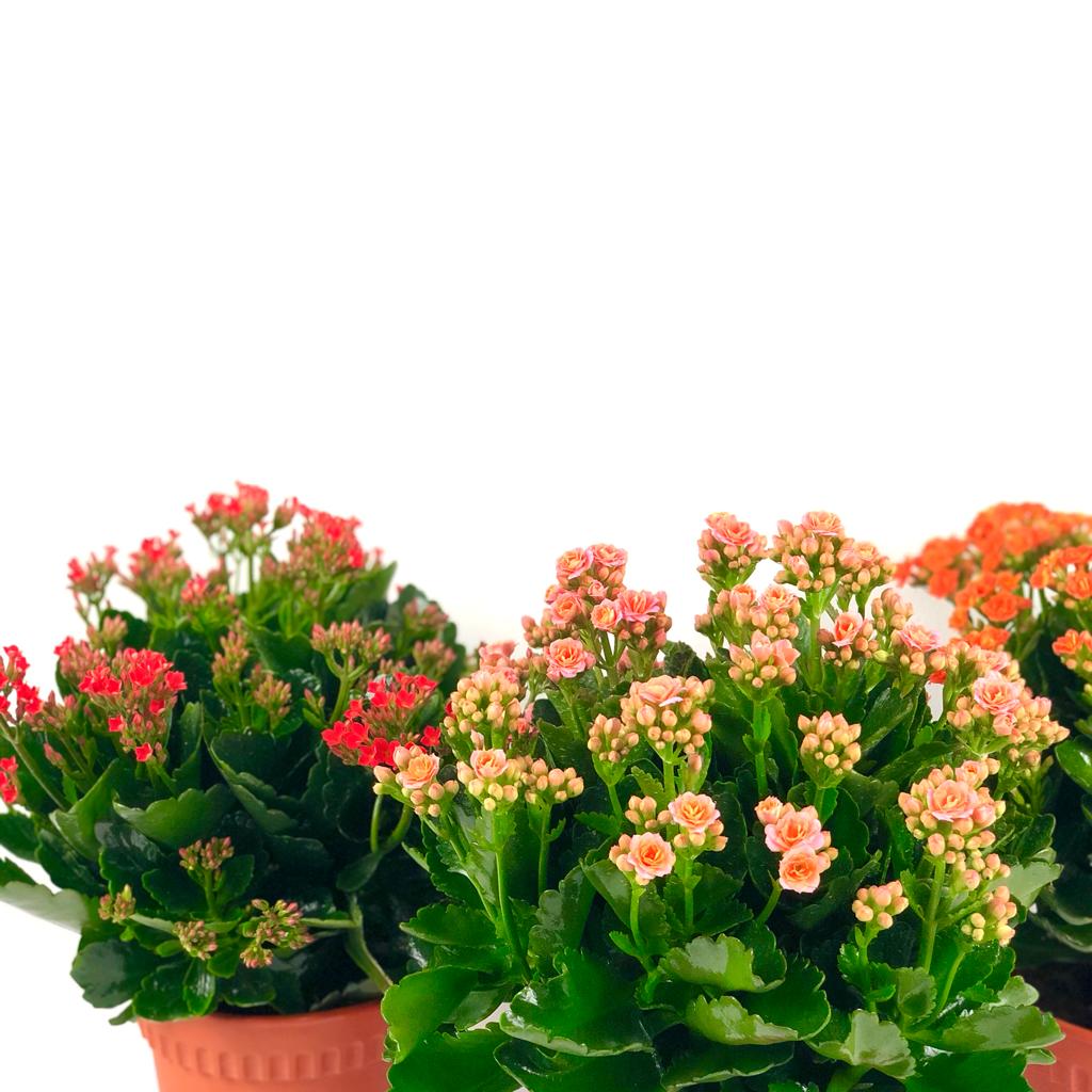 Kalanchoe, houseplant, indoor plant, urban gardening, Christmas Kalanchoe, Flaming Katy, 万紫千红, ornamental plant, flowering plant, herbaceous plant, sun loving plant