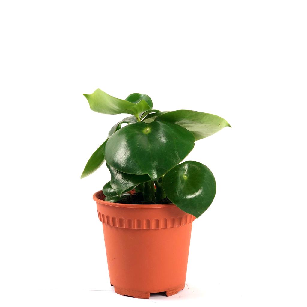 Peperomia 'Raindrop'