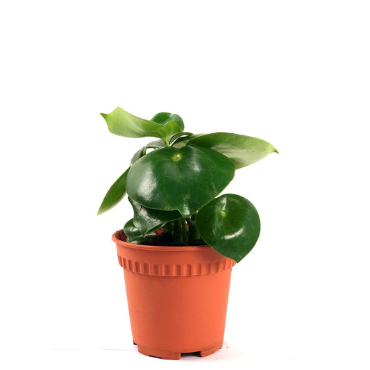 Peperomia 'Raindrop'
