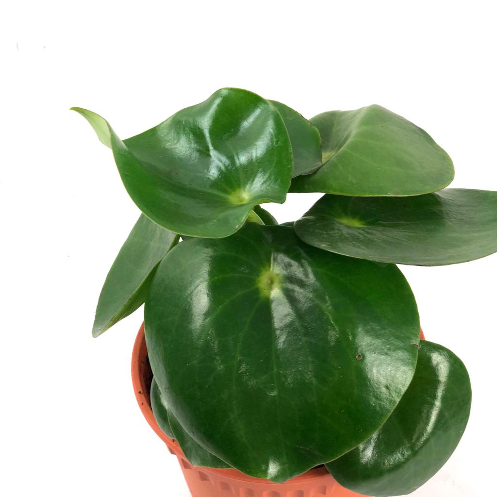 Peperomia 'Raindrop'