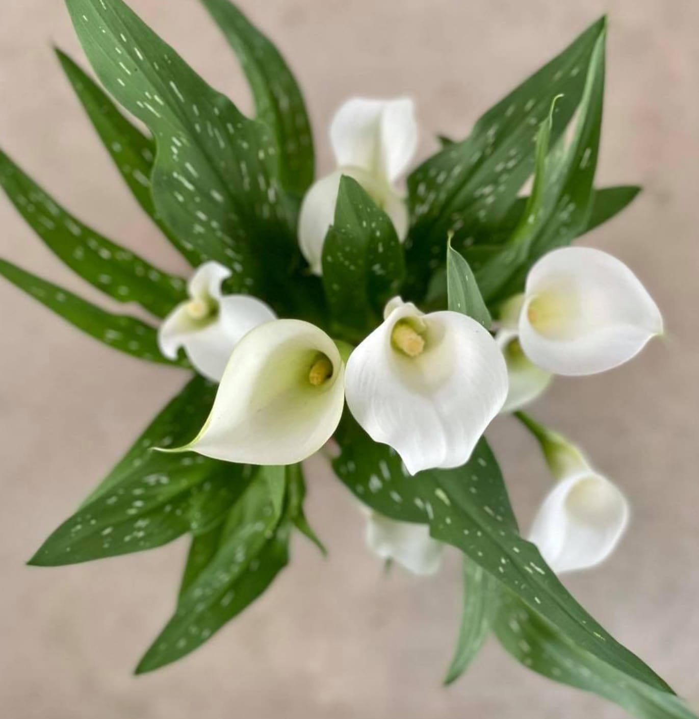 Calla Lily (assorted colors)