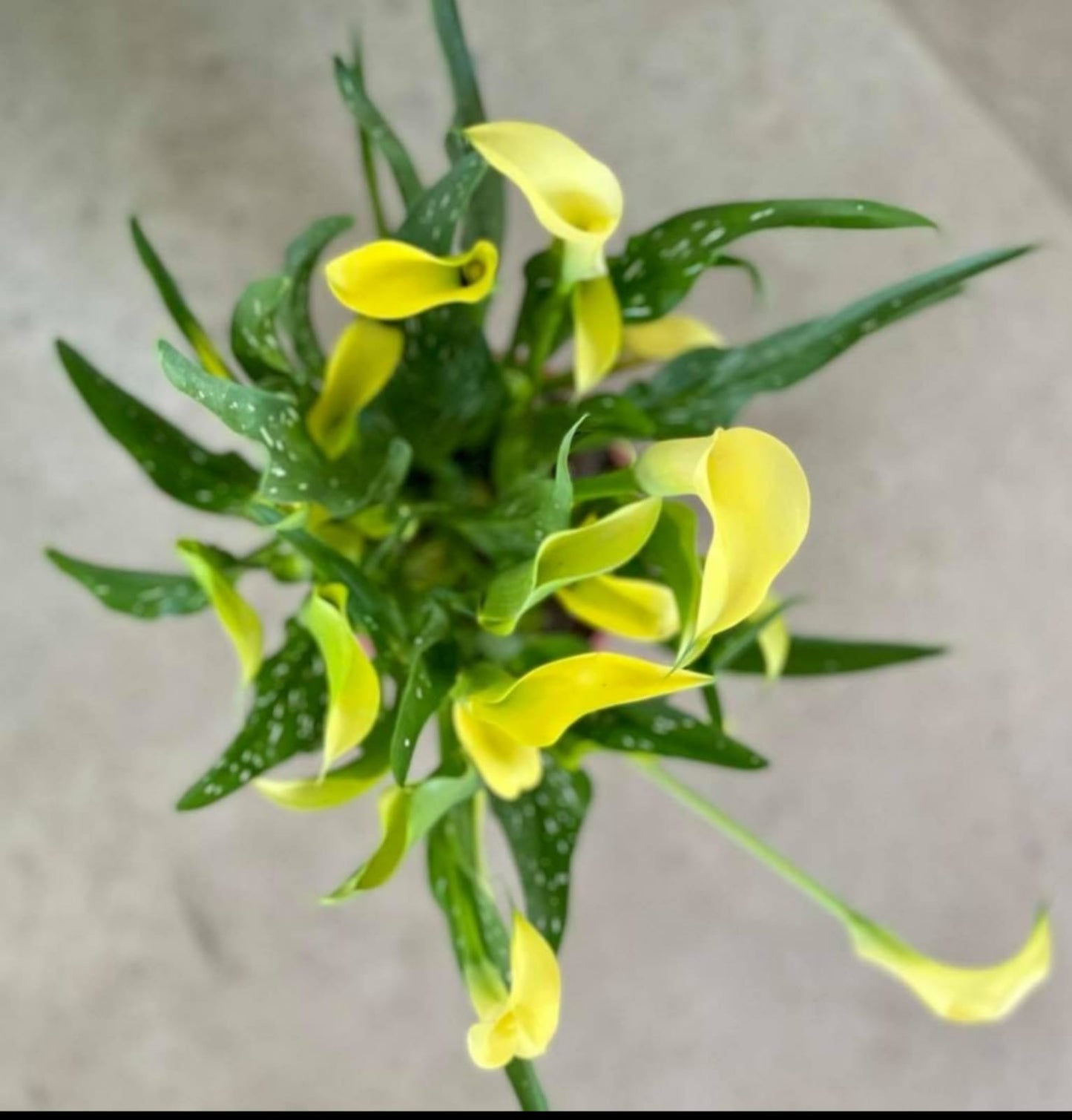 Calla Lily (assorted colors)