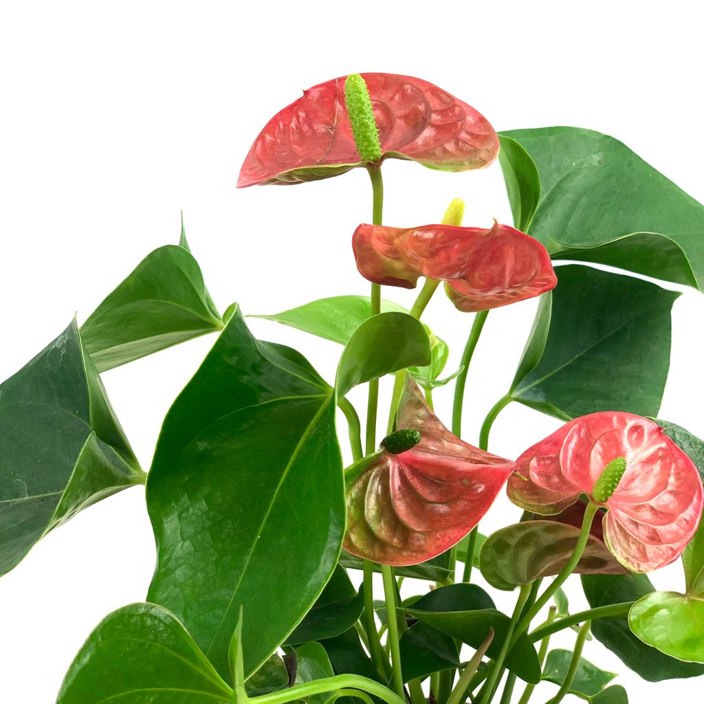 Anthurium andraeanum (assorted)
