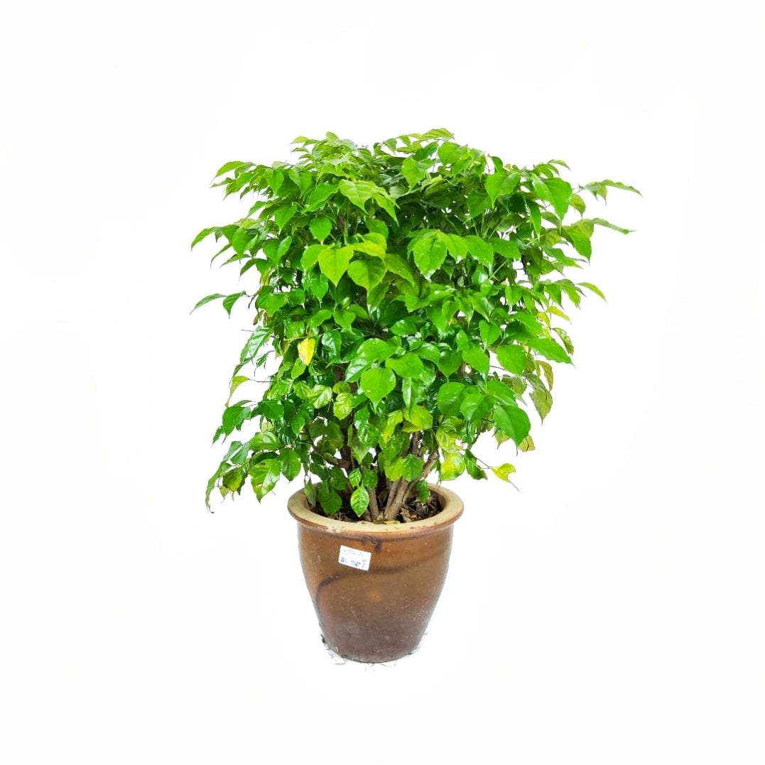 Radermachera Sinica, The China doll, Missionary Plant, Glossy Leaf that will add to the beauty of home & office. Easiest outlet houseplant to grow.