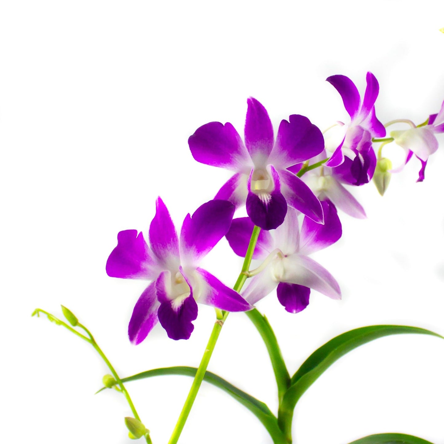 CNY Dendrobium (assorted)