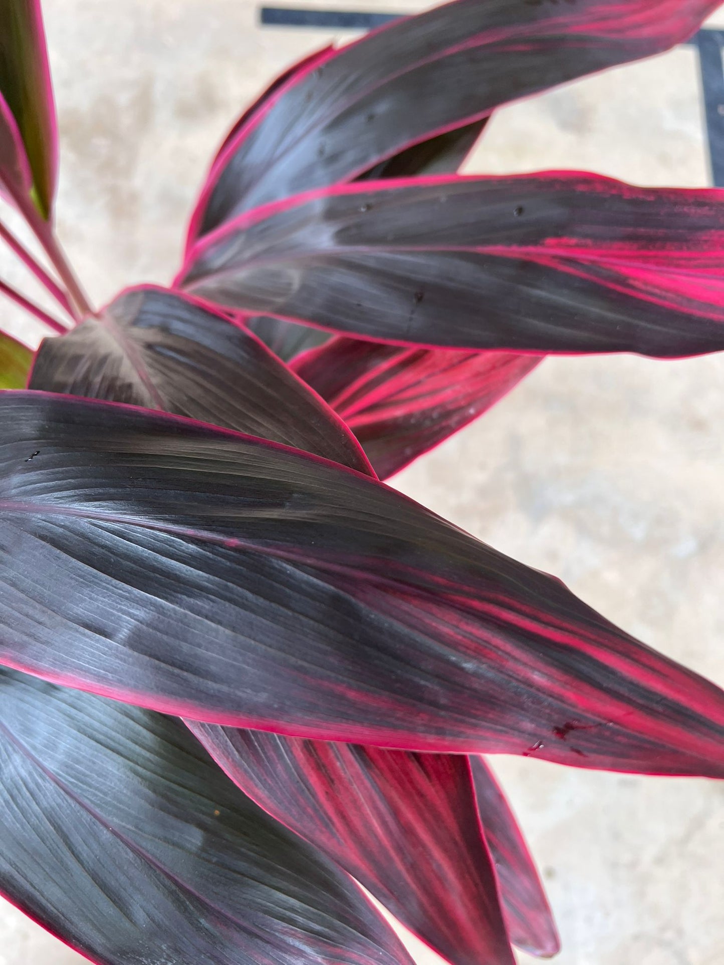 Cordyline 3in1 RED