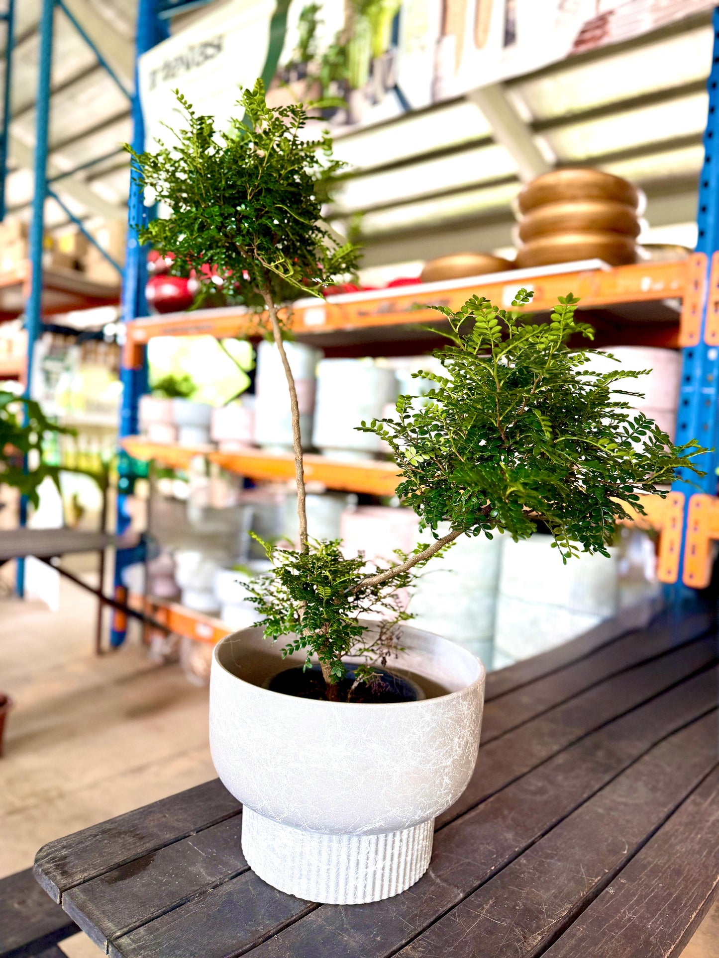 Bonsai Bliss