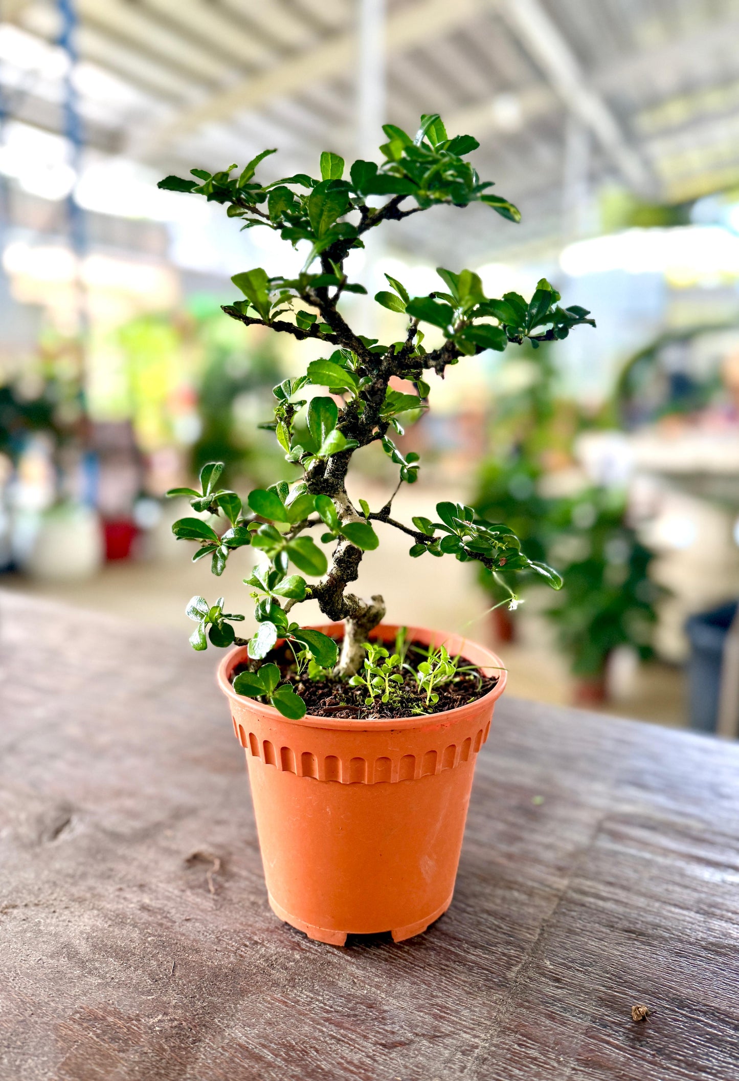 Bonsai Bliss