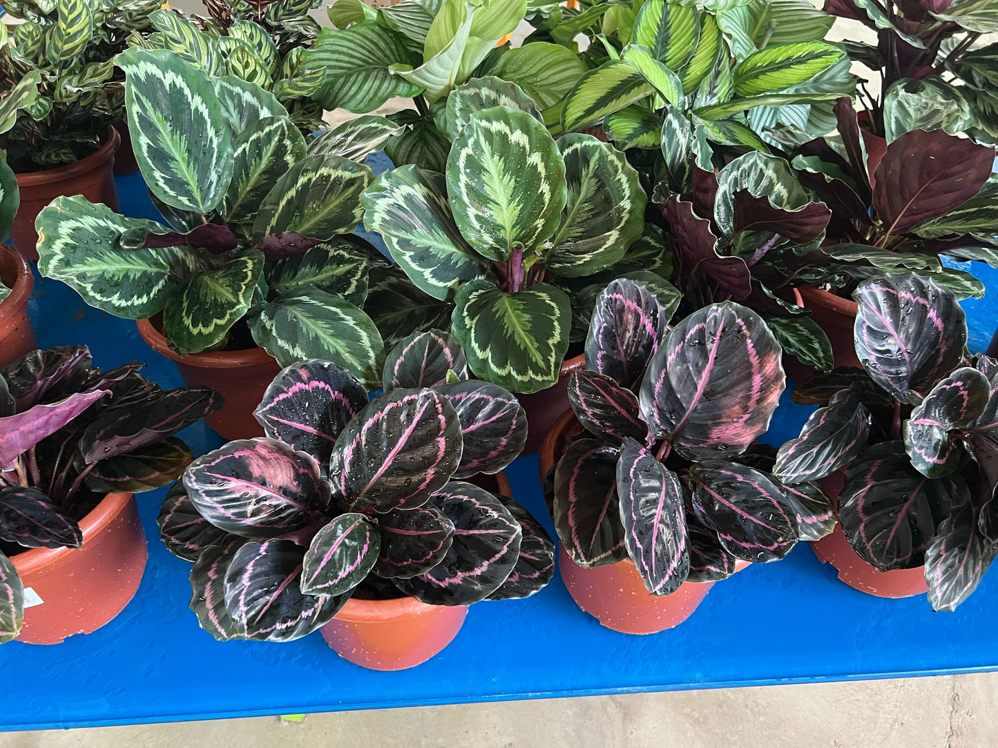 Calathea sp (assorted)