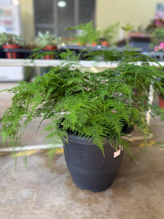 Asparagus Fern
