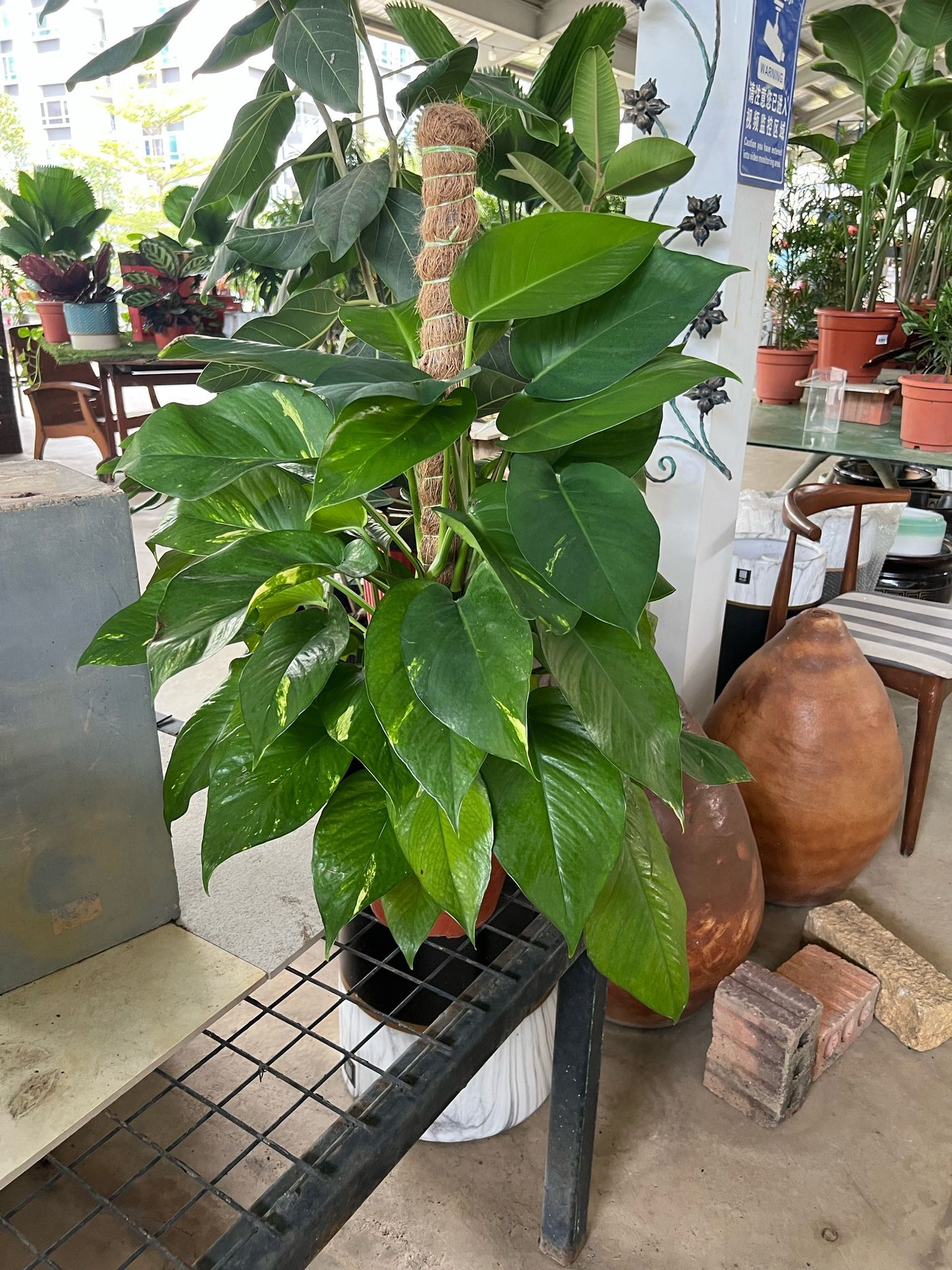 Epipremnum aureum 'Money Plant' (3ft. cocostick)