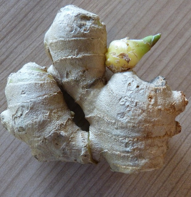 Ginger Plant (Cut flower)