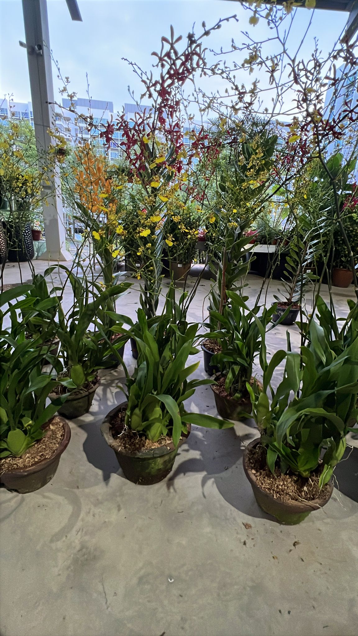 CNY Oncidium (Dancing Lady Orchid)