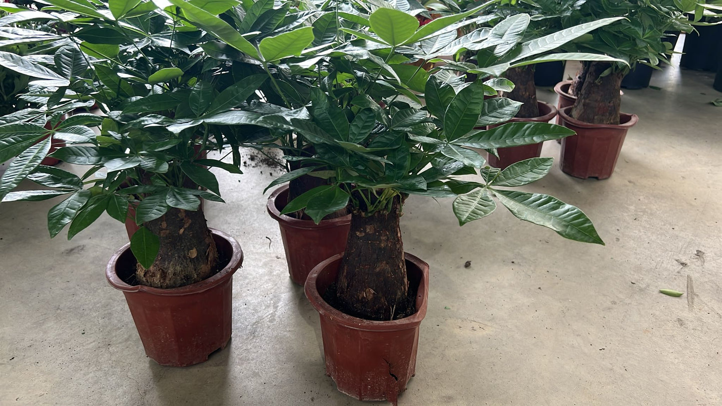 Pachira aquatica (Money Tree) (Single Trunk)