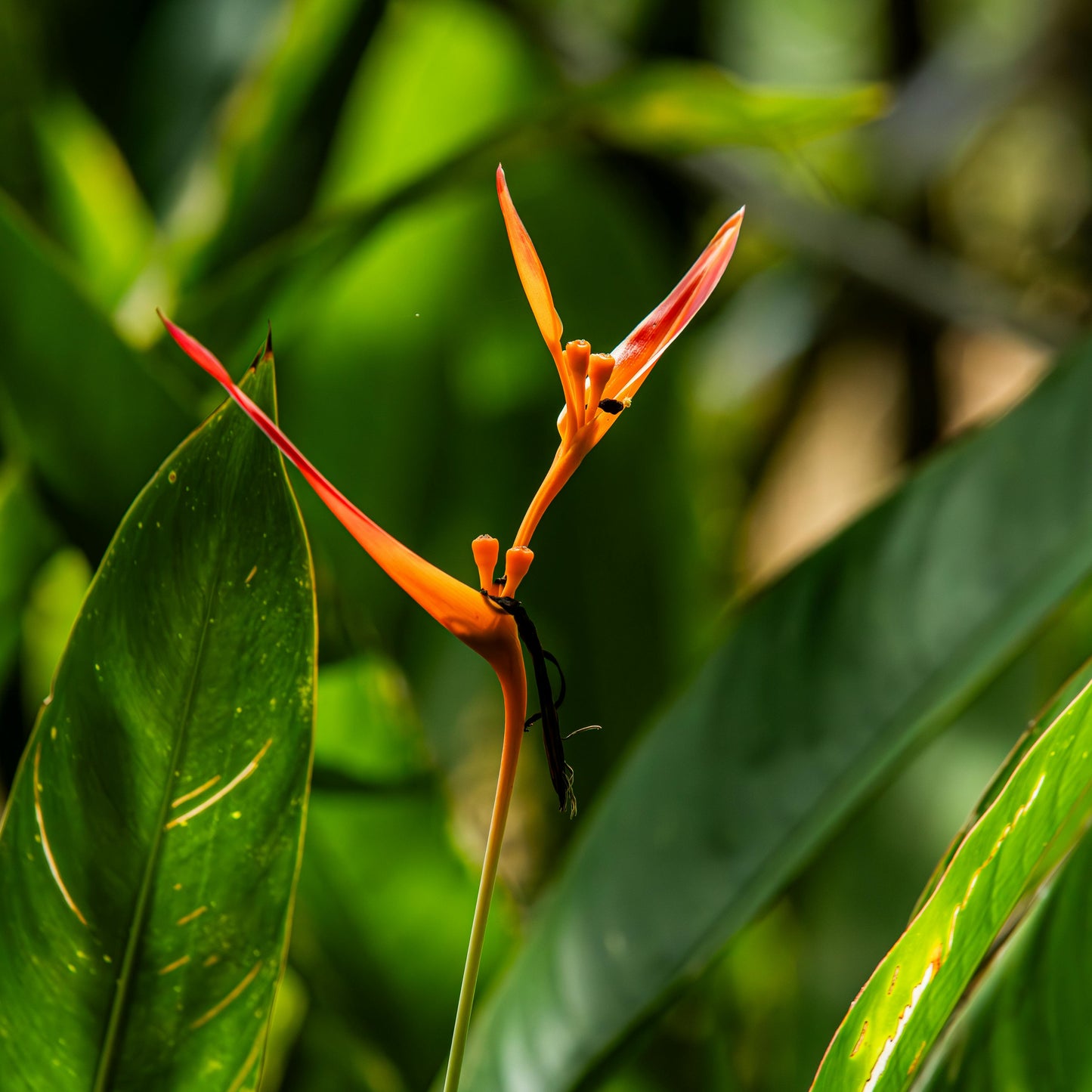 Heliconia nickerensis $25