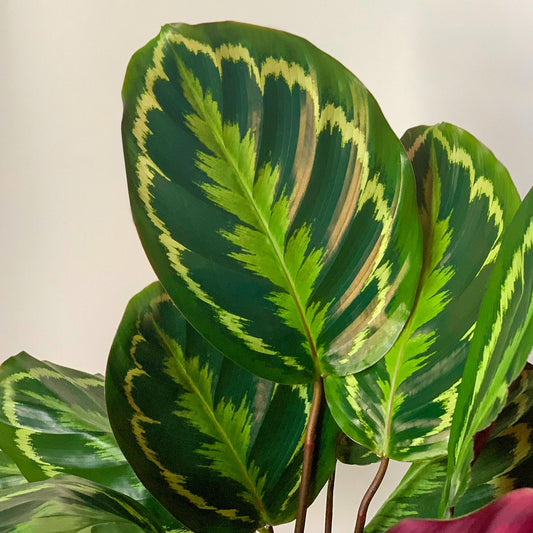 Calathea sp (assorted)
