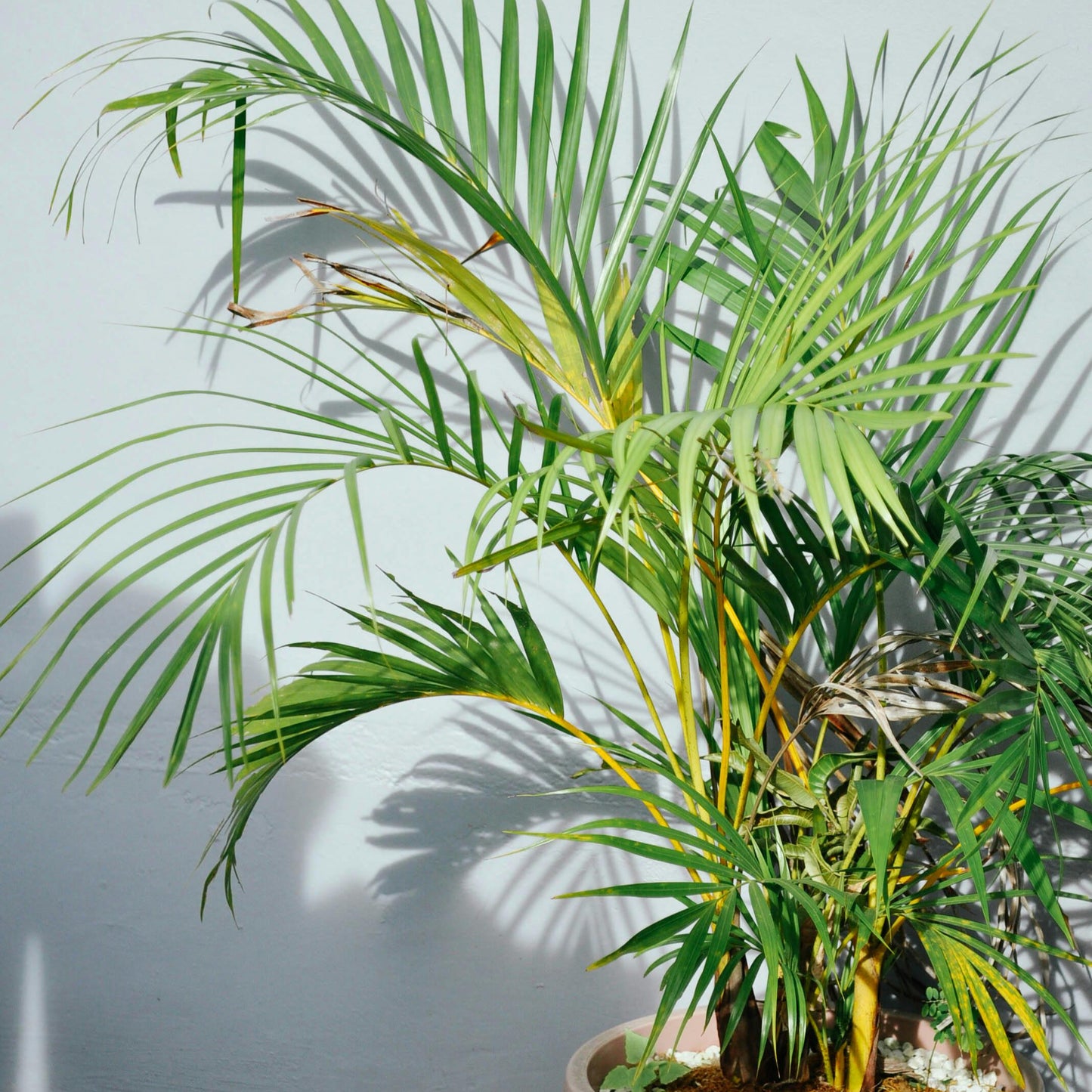 Yellow Palm $35