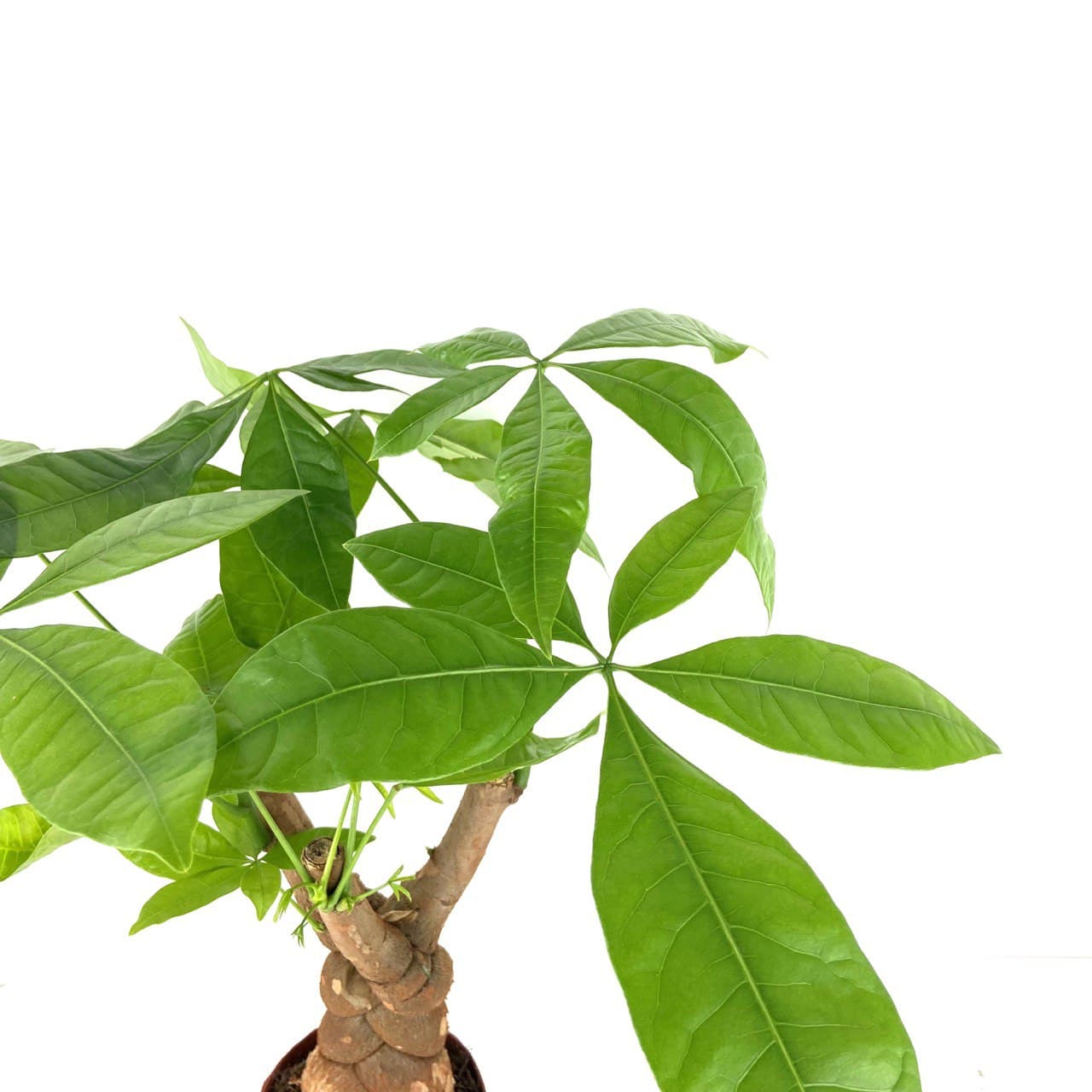 Pachira aquatica (Money Tree) (twisted) $68